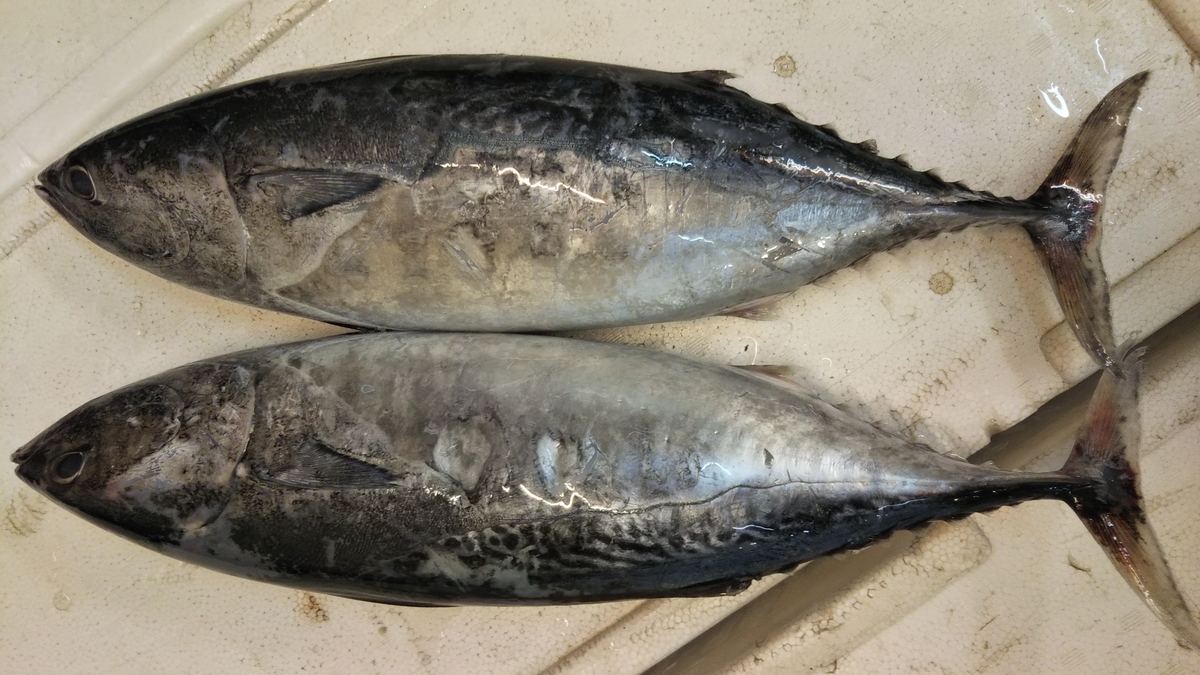 大宗田かつお、鯵、飛魚、汐子、ほたて貝 - 直売所千倉