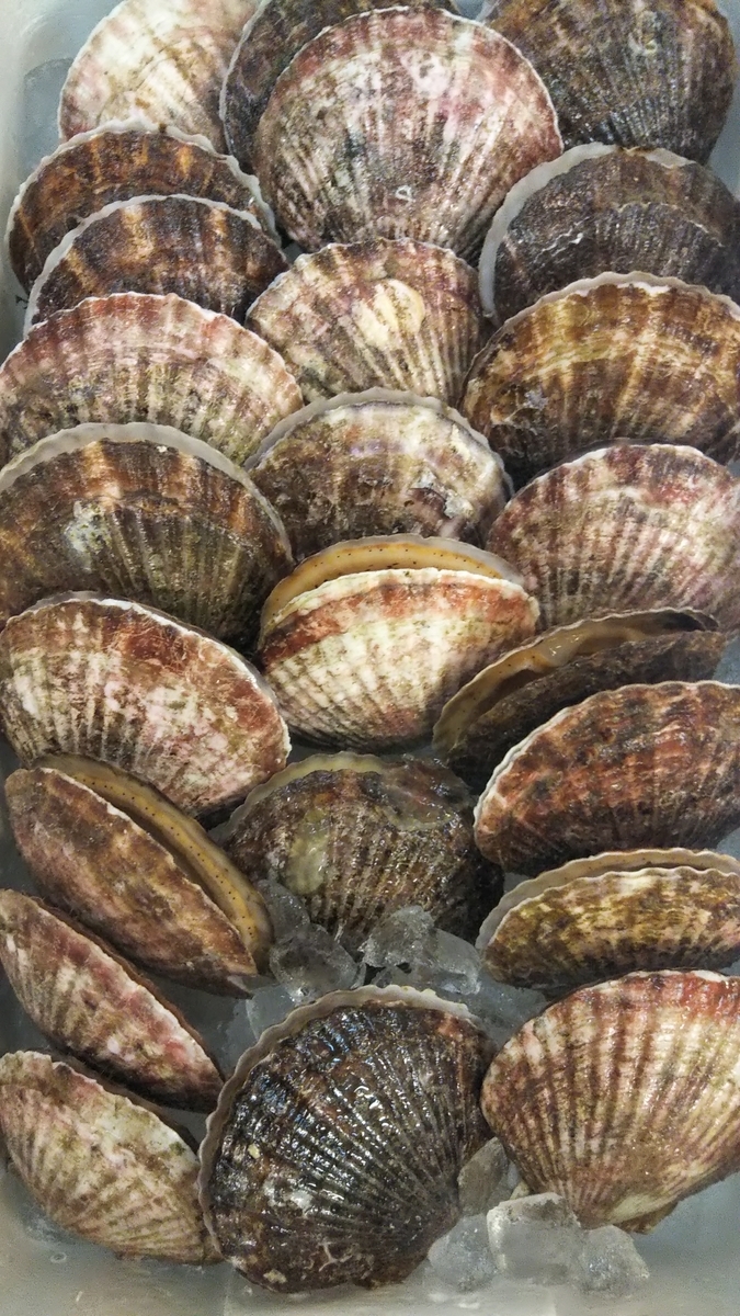大宗田かつお、鯵、飛魚、汐子、ほたて貝 - 直売所千倉
