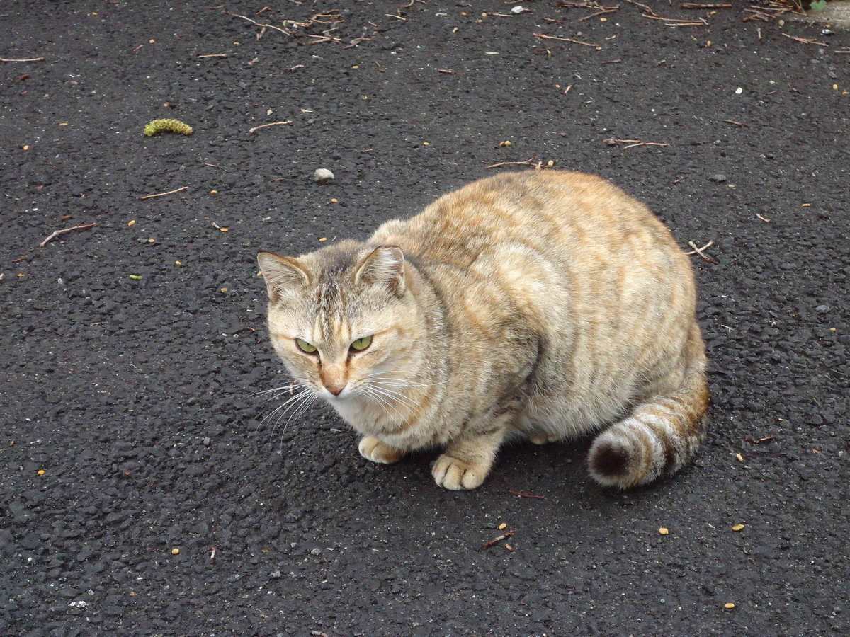 f:id:ySatoshi:20200315101537j:plain