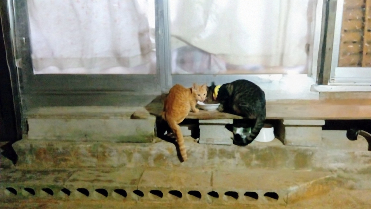 うちの猫のみゃーとミッシェルがご飯を食べている写真