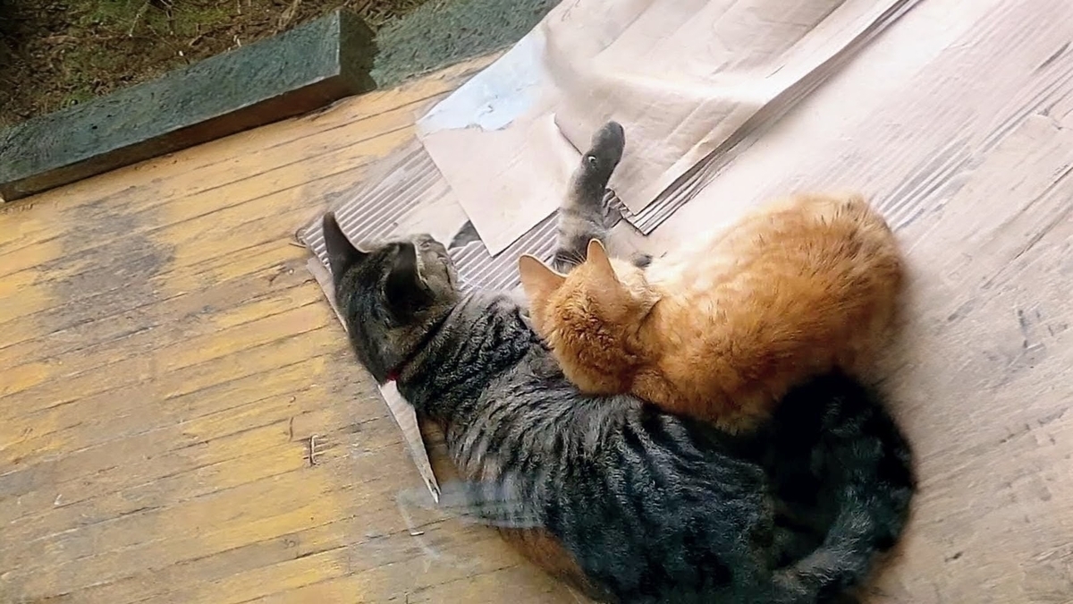 うちの猫のみゃーとミッシェルが寄り添う写真