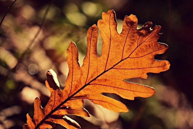 f:id:y_a_m_a_m_u:20200210073434j:image