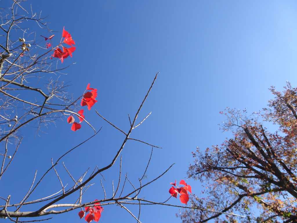 f:id:y_hamada:20161203093236j:plain