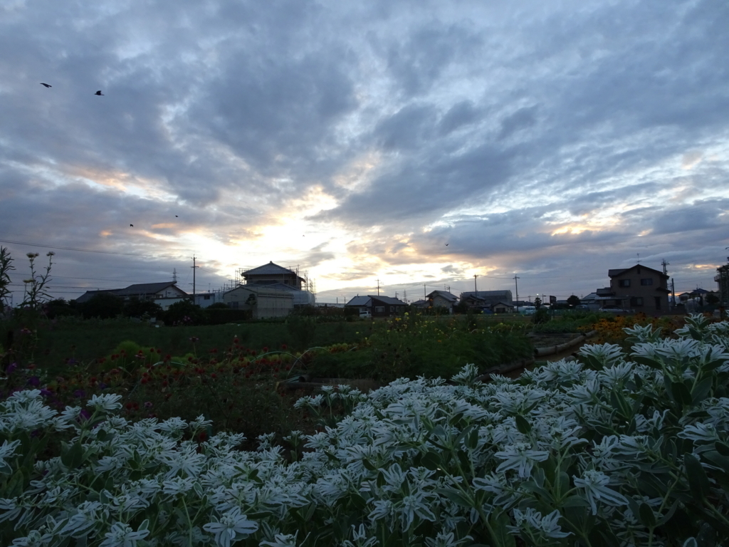 f:id:y_hamada:20170803184232j:plain f:id:y_hamada:20170803184232j:plain