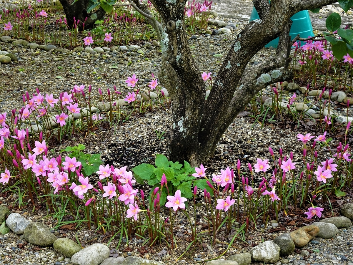 花との出会いと感想記 １７ ピンクと白のゼフィランサス Y Hamadaのブログ
