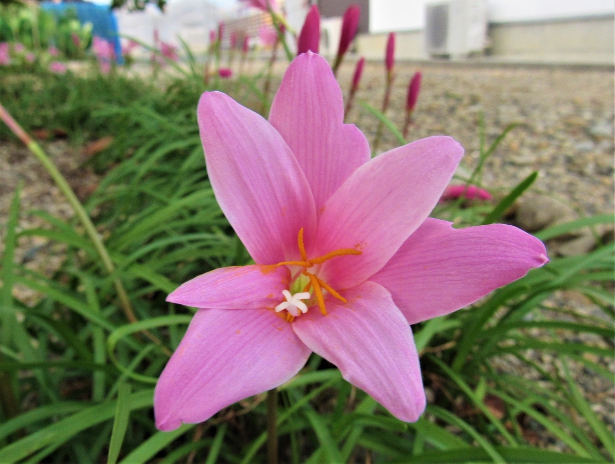 浜ちゃん日記 ピンクのゼフィランサスが咲き始めました Y Hamadaのブログ