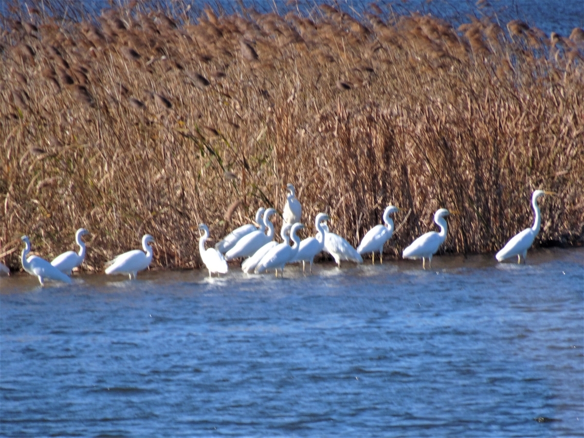 f:id:y_hamada:20211204100253j:plain