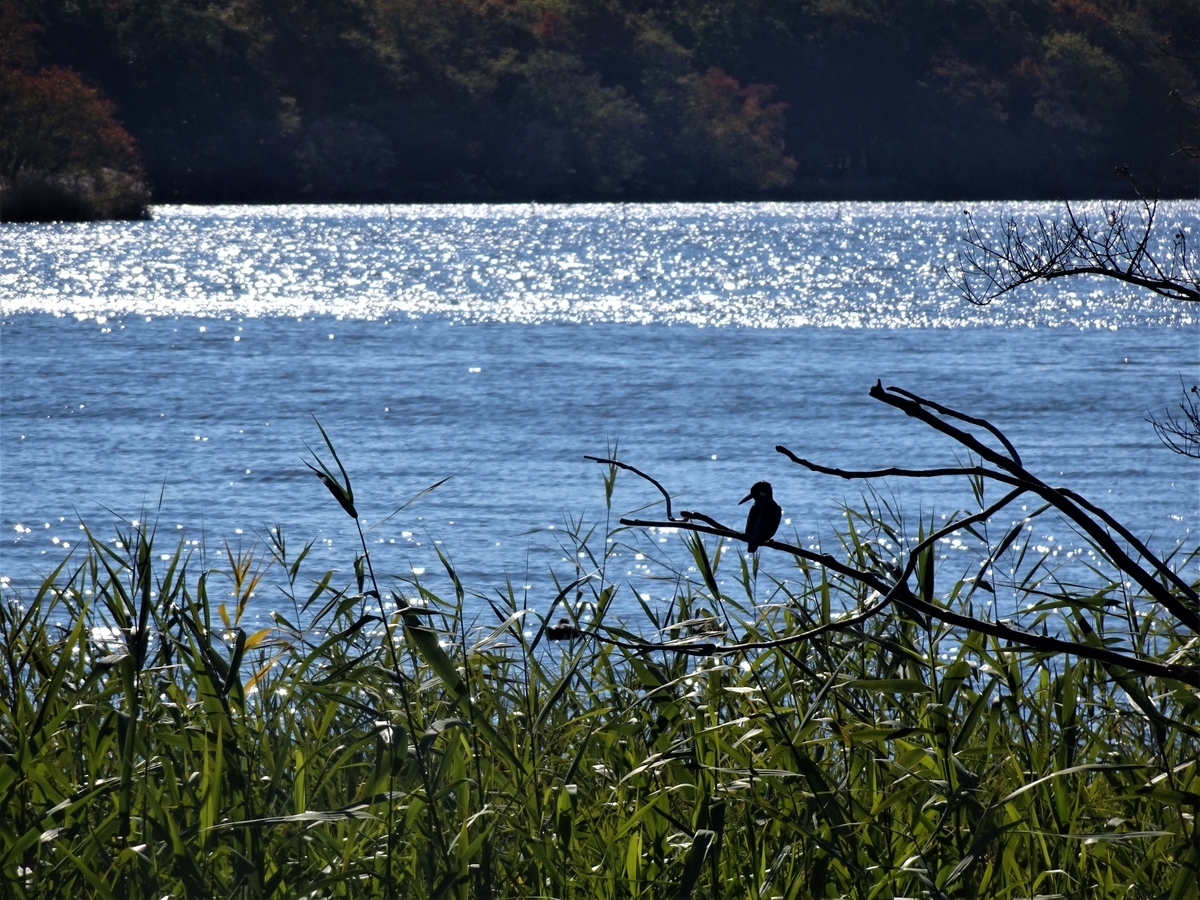 f:id:y_hamada:20211204105312j:plain