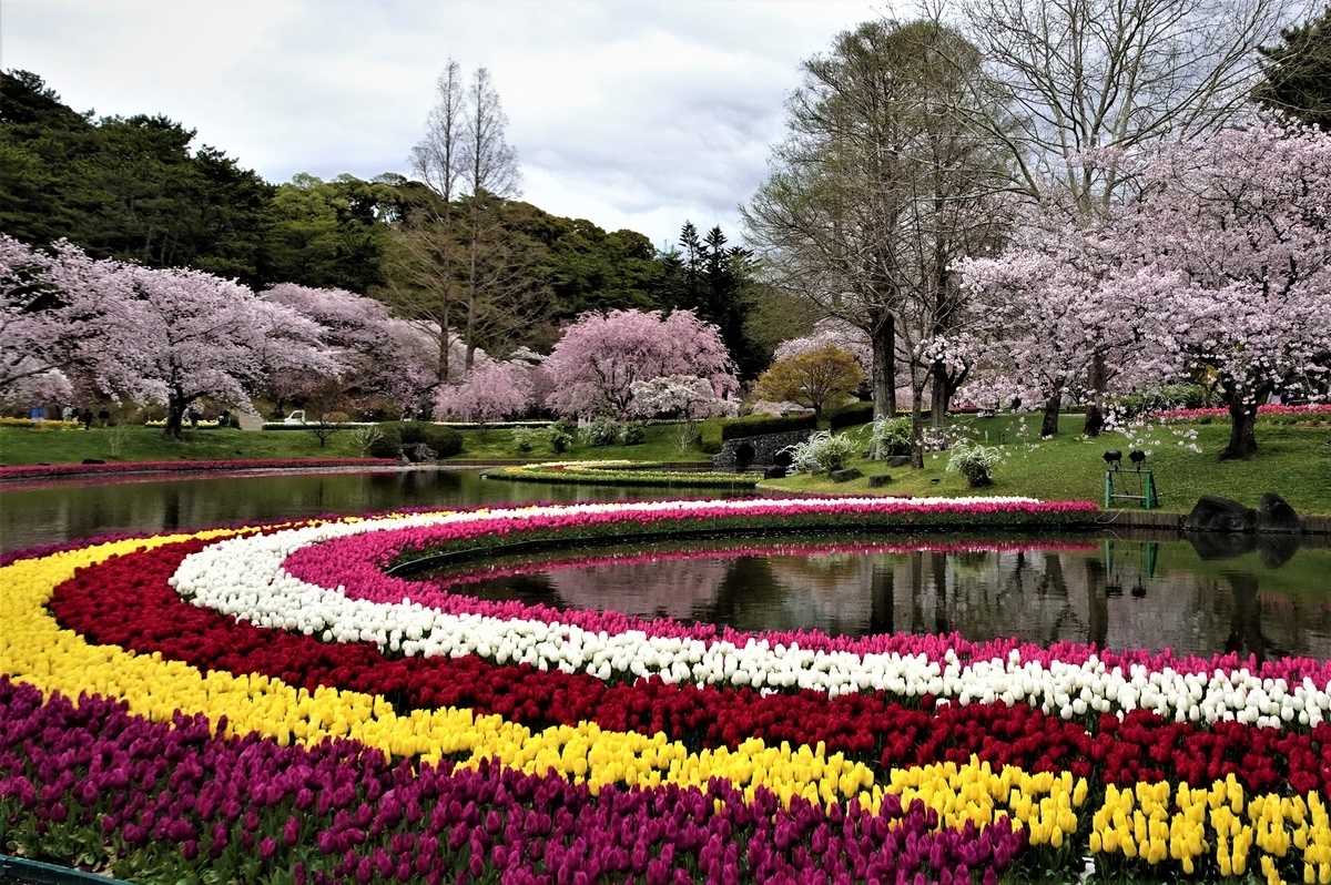 春の名所巡り はままつフラワーパーク 「浜名湖花フェスタ2022」のチュウリップと桜 - y_hamadaのブログ