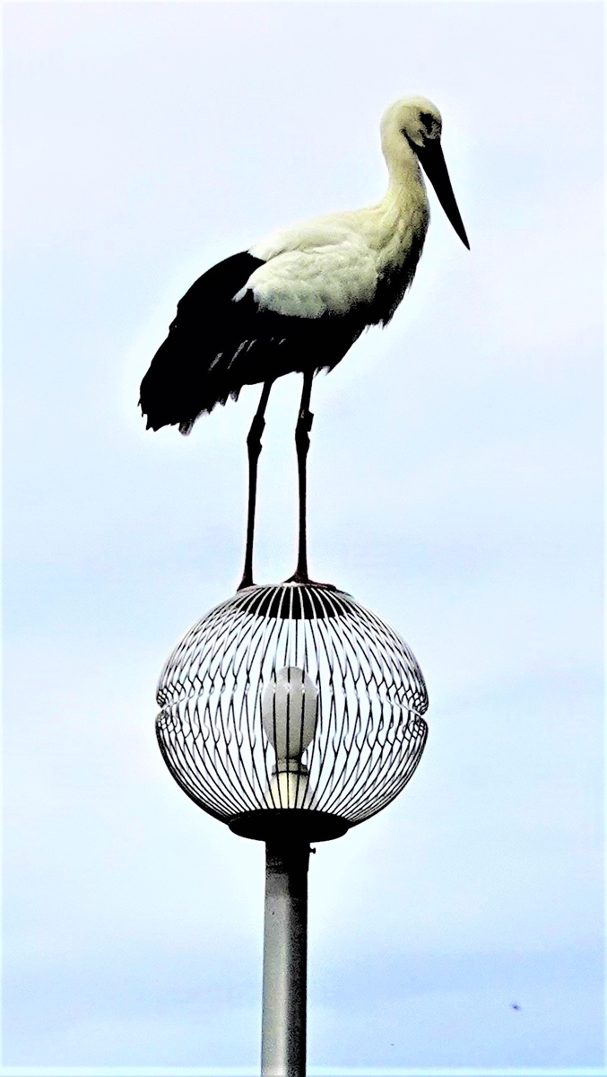 浜ちゃん日記 浜松に飛来した人懐こいコウノトリ オスの きずな 君 Y Hamadaのブログ