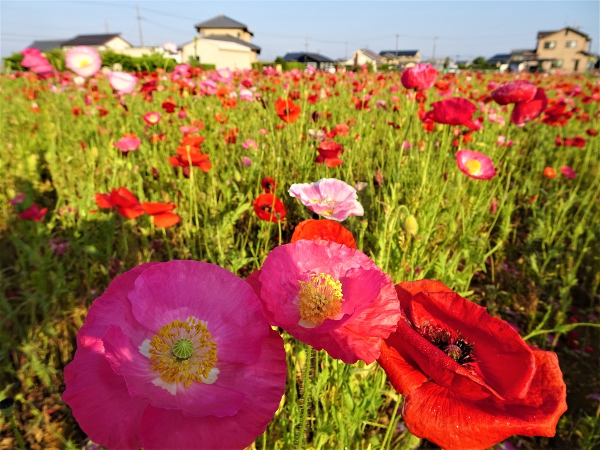 浜ちゃんの散歩道 29 朝の神原町の花畑 ポピー と お気に入りの田んぼのカモ Y Hamadaのブログ 浜ちゃんの散歩道 29 朝の神原町の花畑 ポピー と お気に入りの田んぼのカモ Y Hamadaのブログ