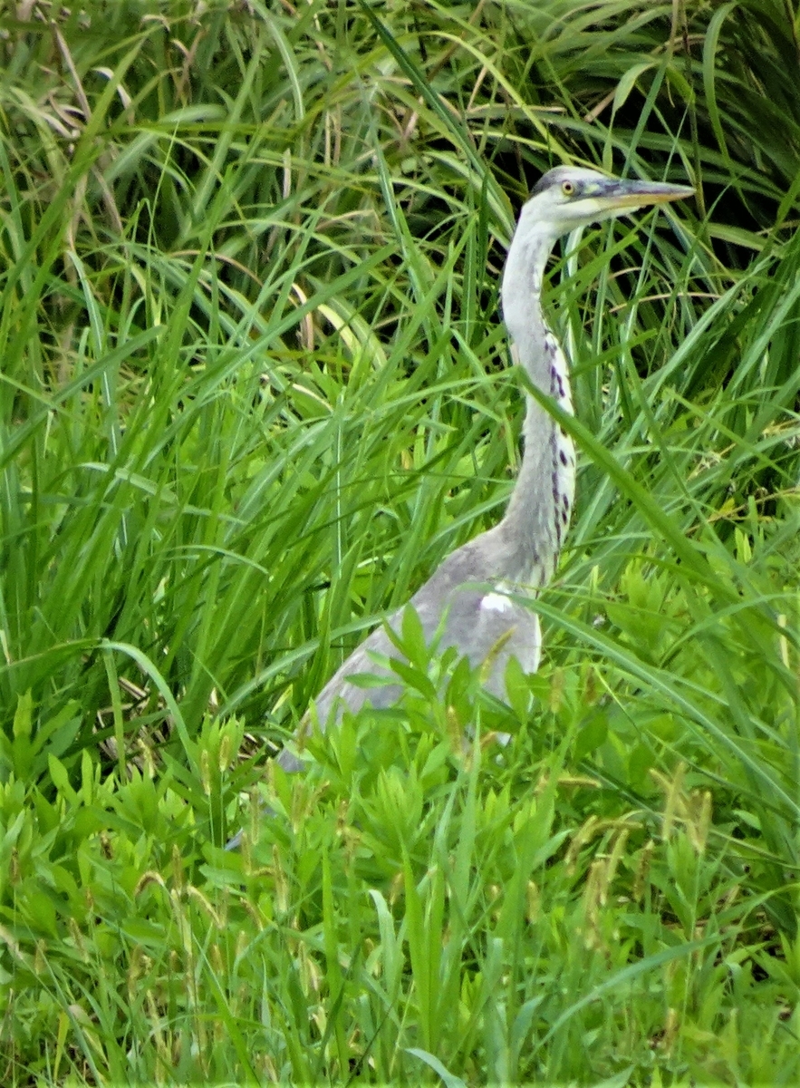 神原町に飛来した鳥 わが町の田んぼや畑に飛来したアオサギ - y_hamadaのブログ
