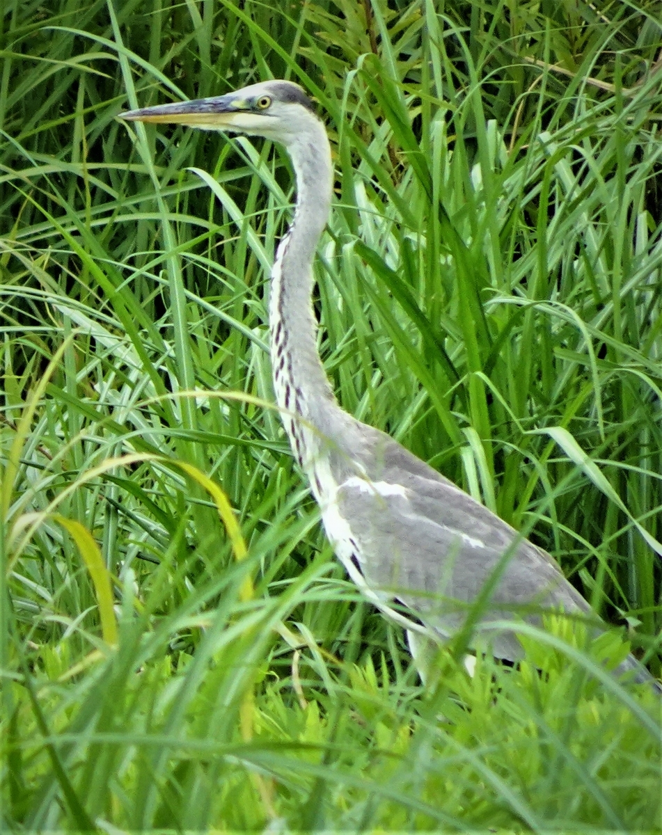 神原町に飛来した鳥 わが町の田んぼや畑に飛来したアオサギ - y_hamadaのブログ