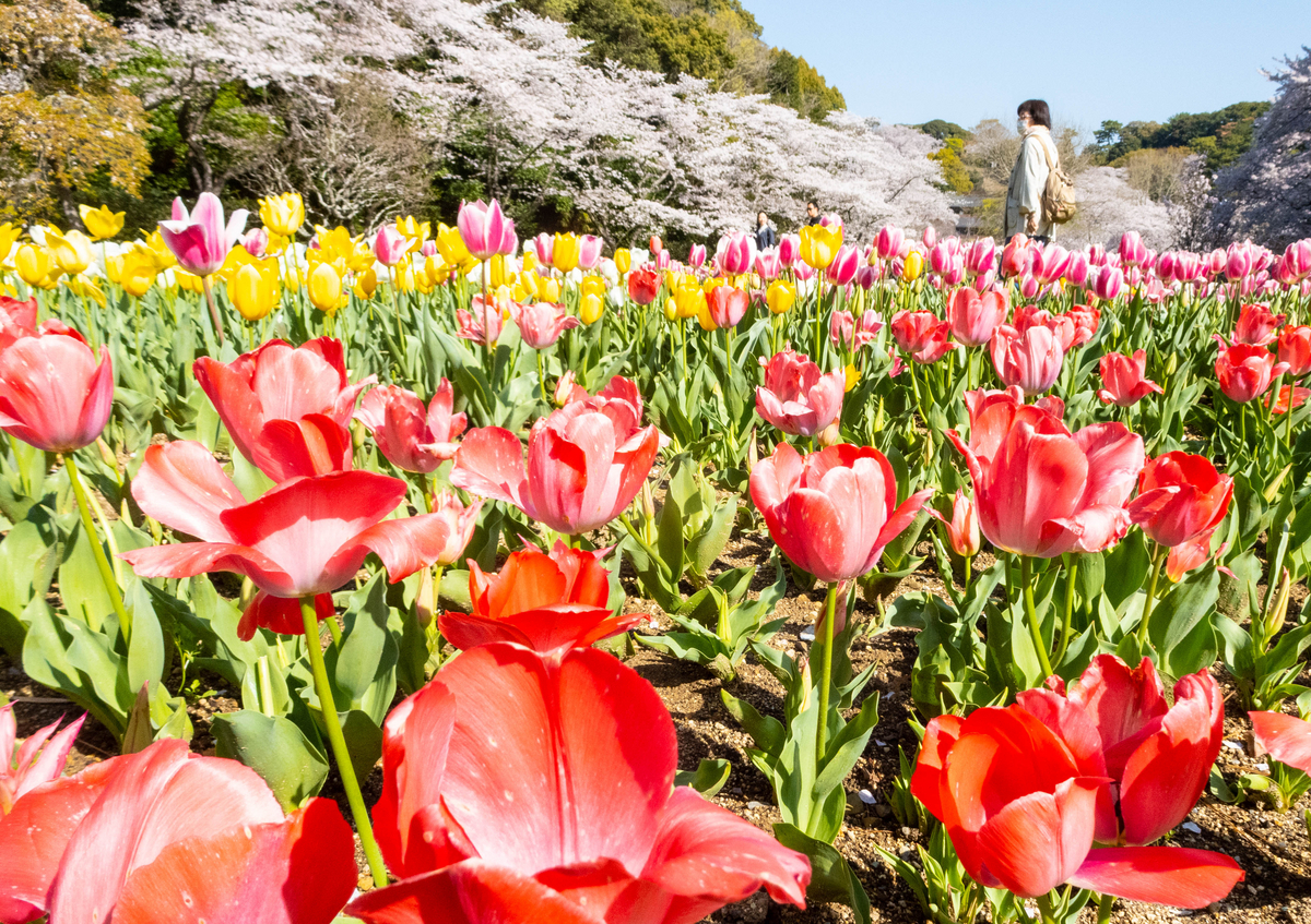 心に残る名所 浜名湖花フェスタ2023・はままつフラワ－パ―クのサクラとチュウリップの競演 - y_hamadaのブログ
