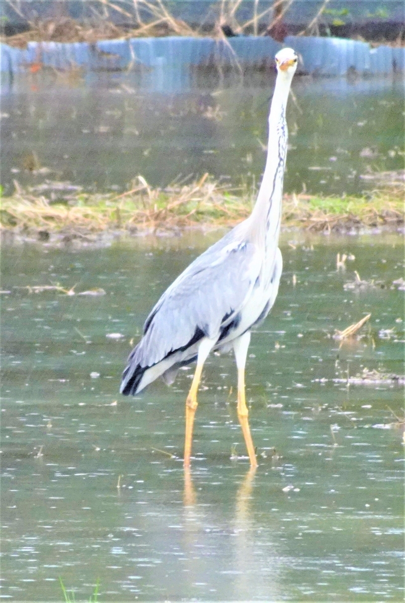 神原町に飛来した鳥 水田に日本で繁殖する最大のアオサギ - y_hamadaのブログ