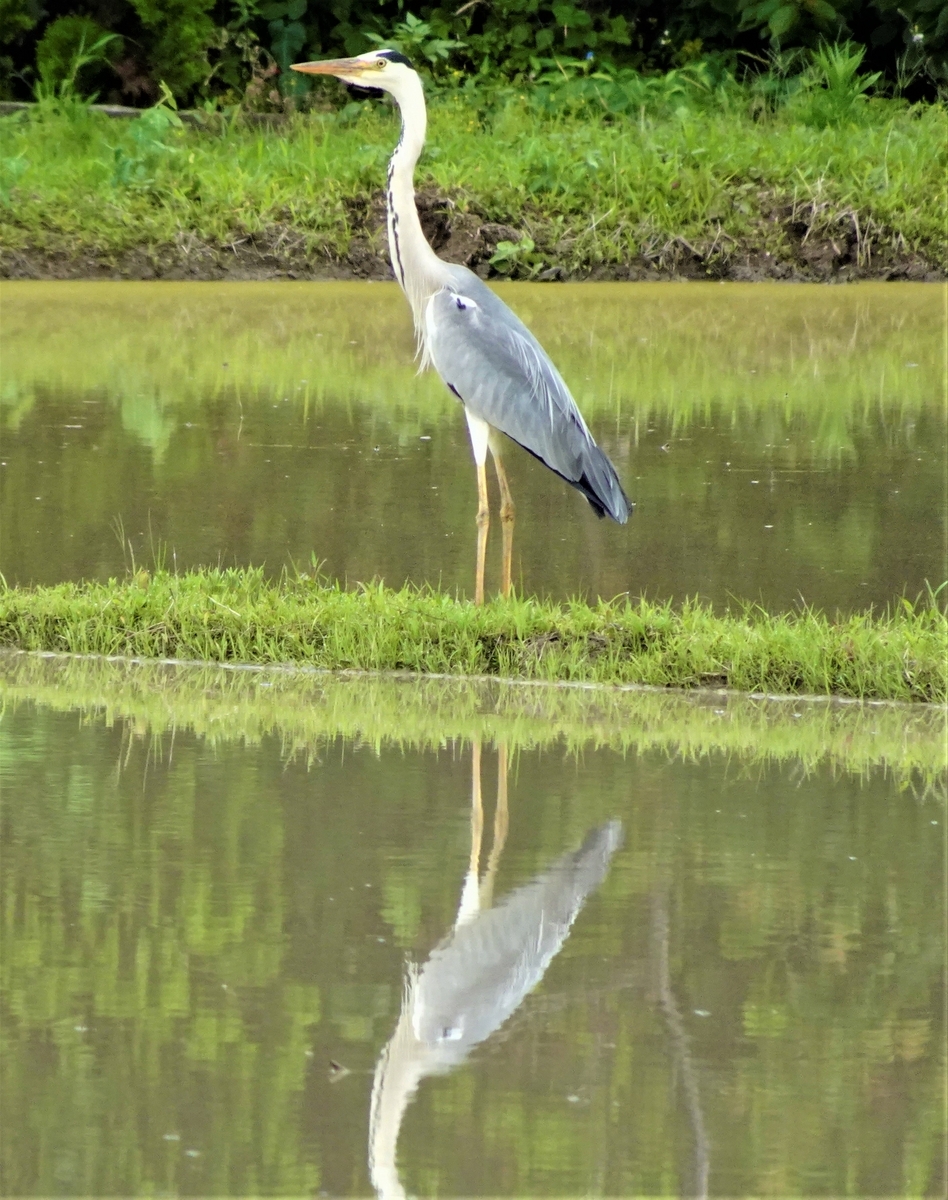 神原町に飛来した鳥 水田に飛来したアオサキ - y_hamadaのブログ