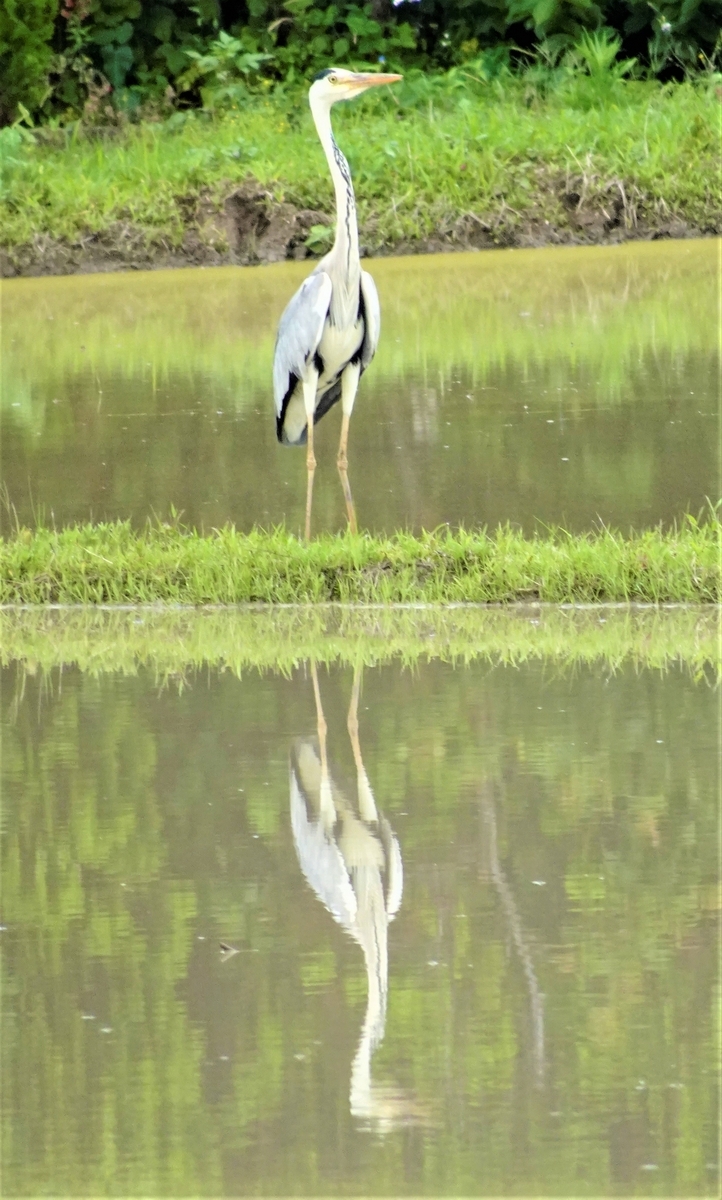 神原町に飛来した鳥 水田に飛来したアオサキ - y_hamadaのブログ
