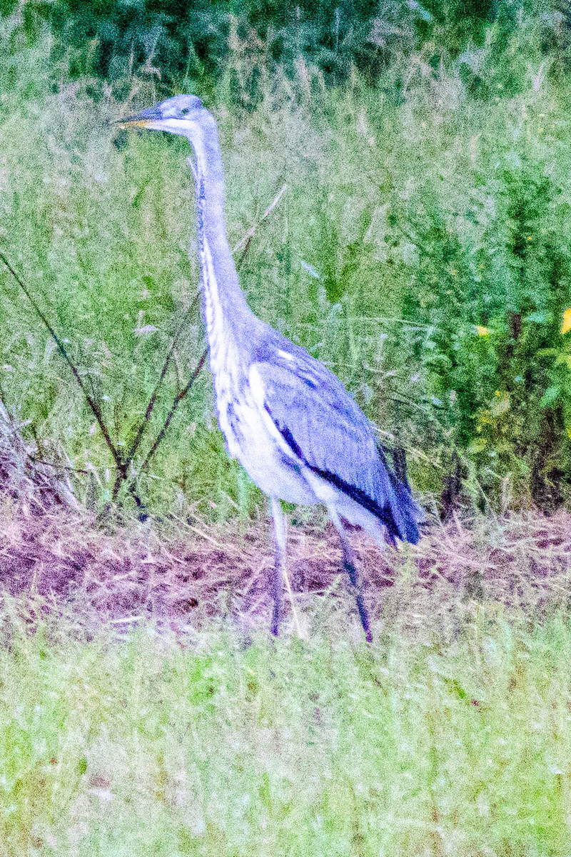 神原町に飛来した鳥 アオサギが朝夕雑草地に飛来した - y_hamadaのブログ