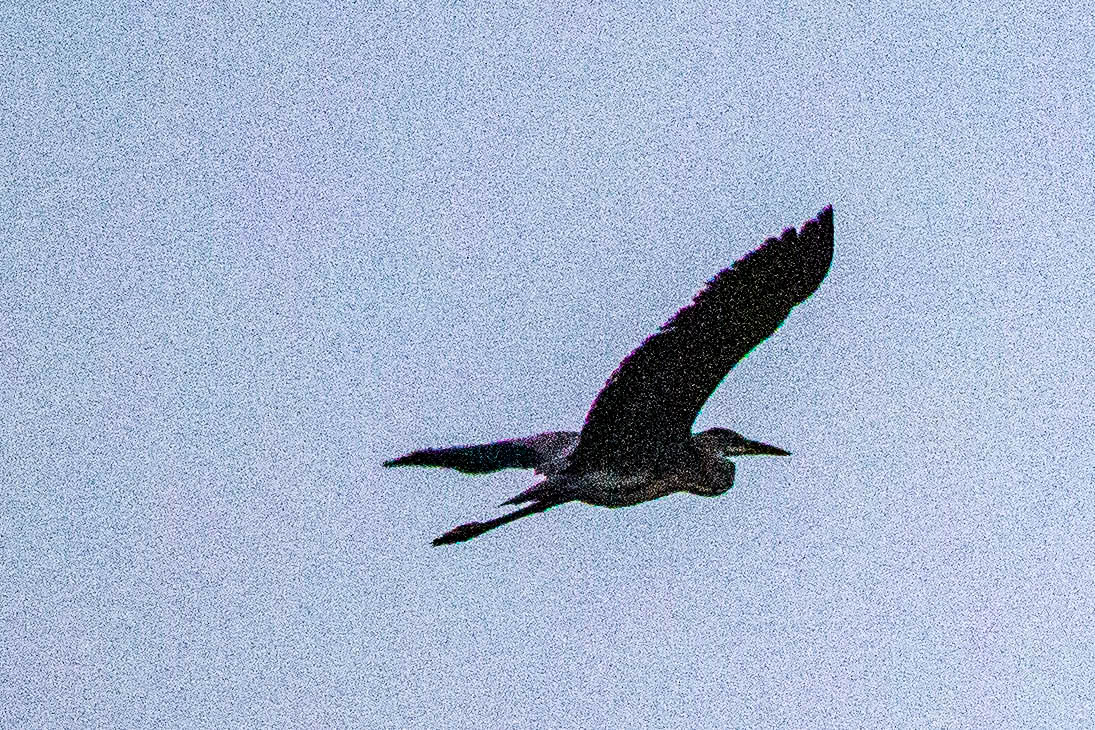 神原町に飛来した鳥 アオサギが朝夕雑草地に飛来した - y_hamadaのブログ