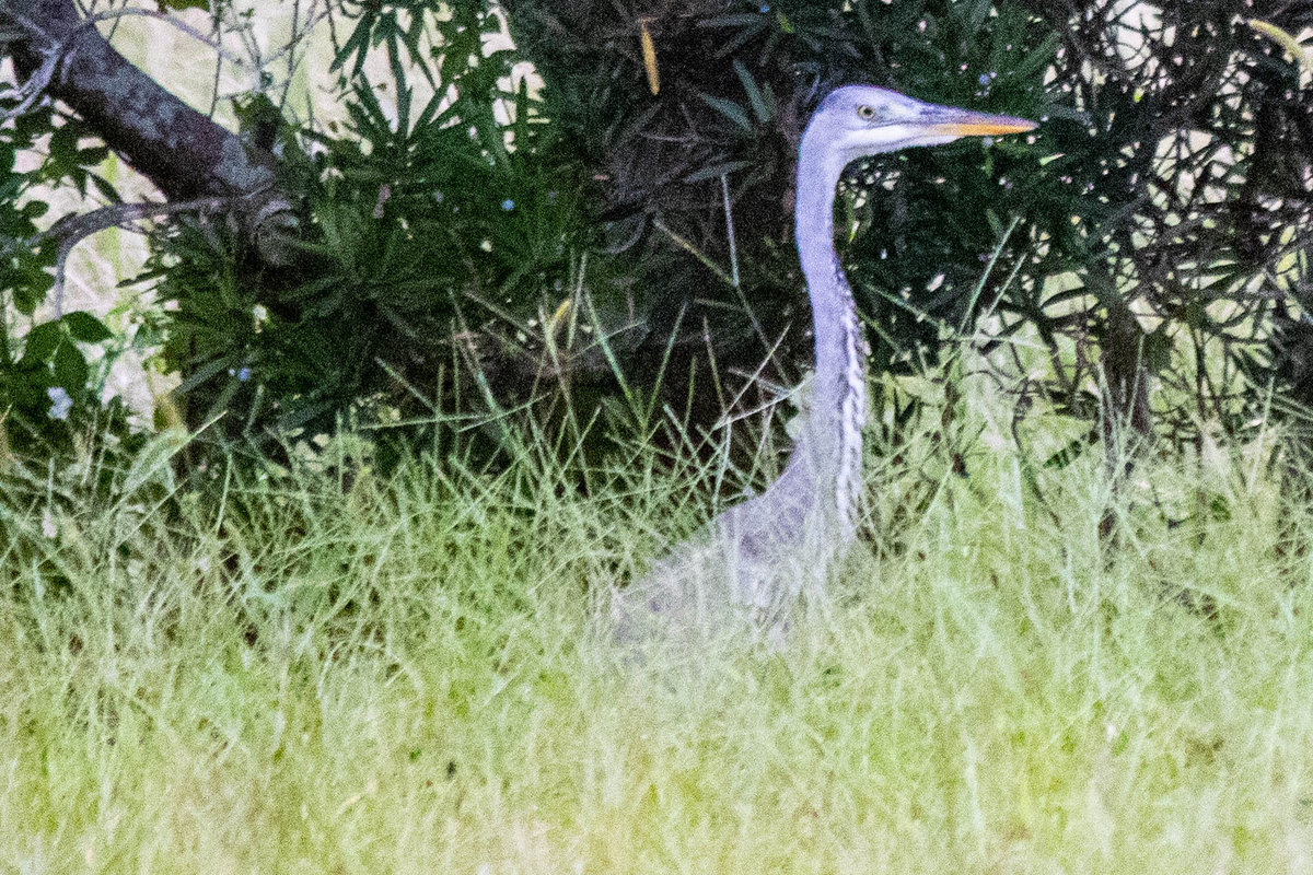 神原町に飛来した鳥 アオサギが朝夕雑草地に飛来した - y_hamadaのブログ