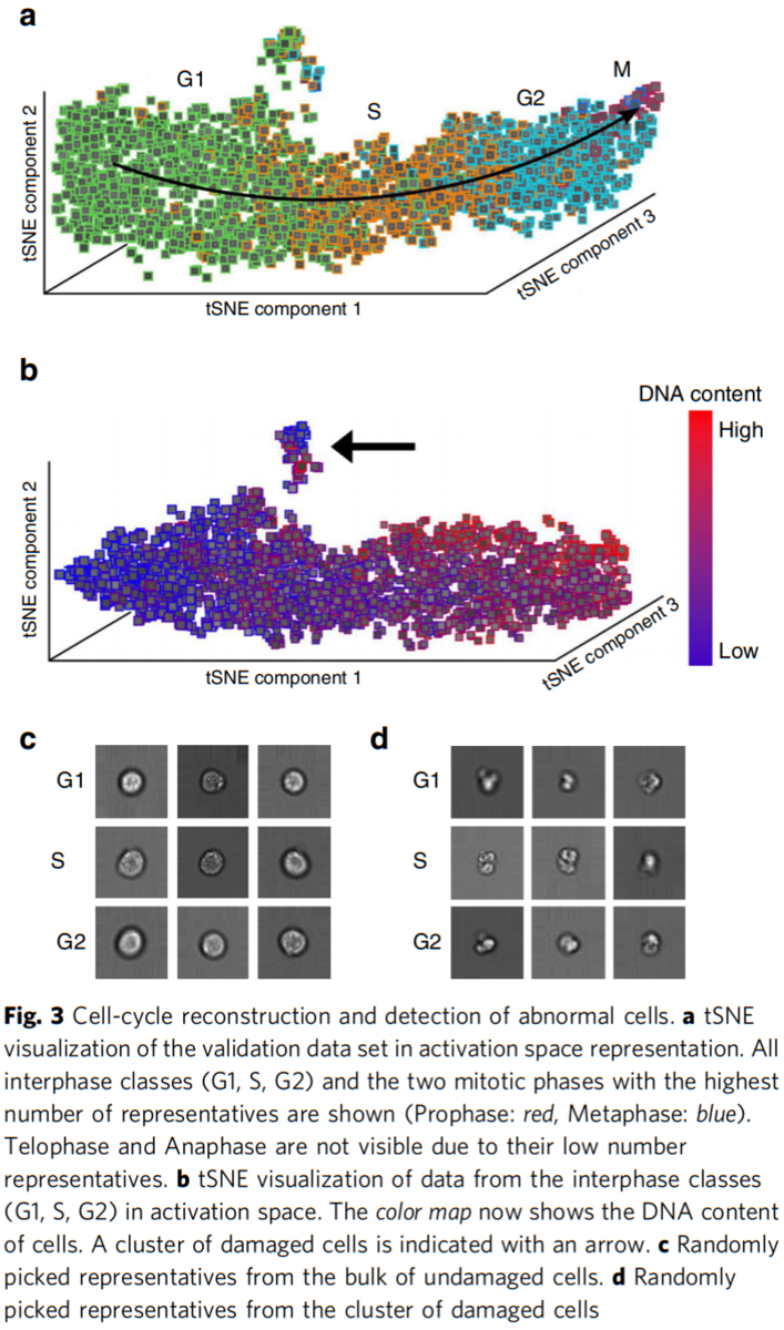 Reconstructing cell cycle and disease progression using deep learning ...
