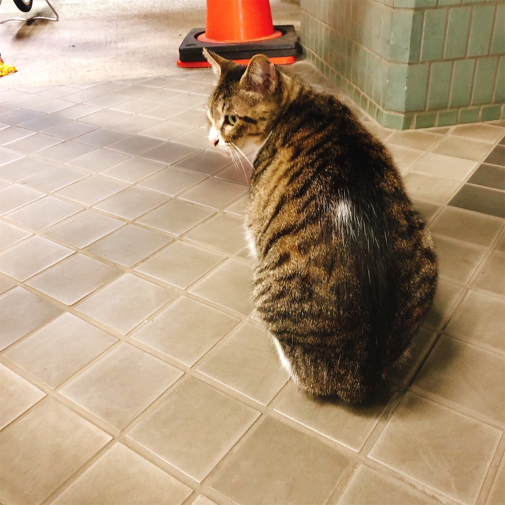 f:id:y_neteru:20191118211653j:image f:id:y_neteru:20191118211653j:image