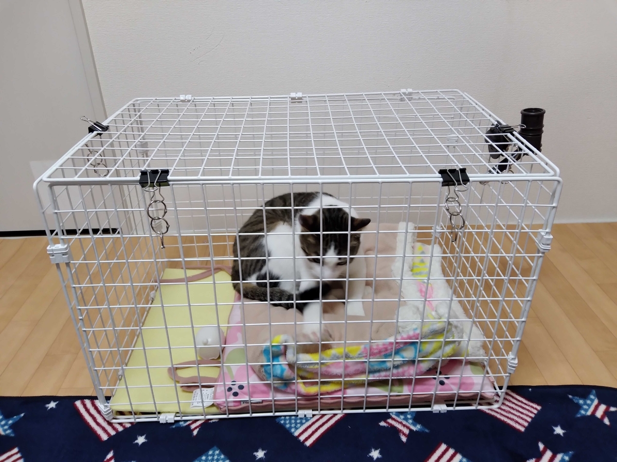 ゲージの中に入っている猫