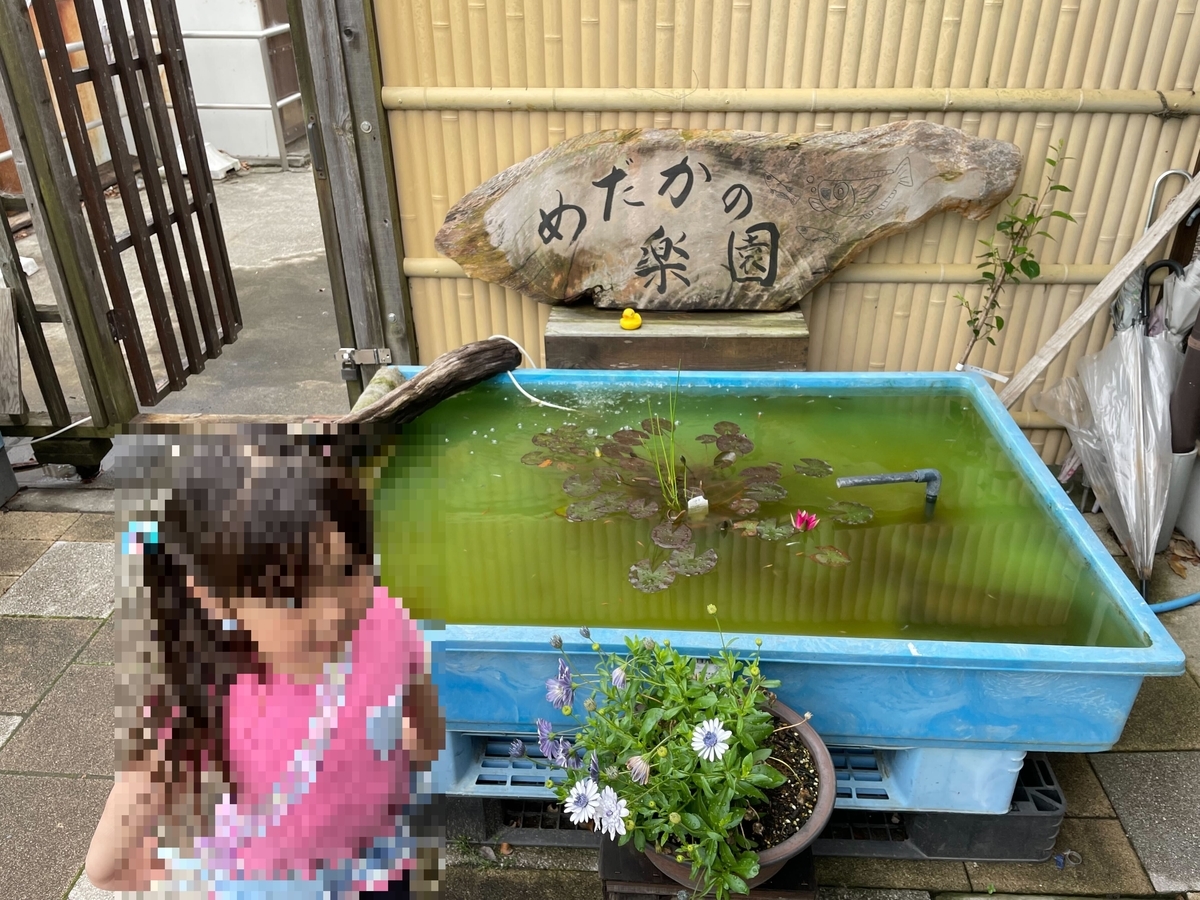 メダカの水槽