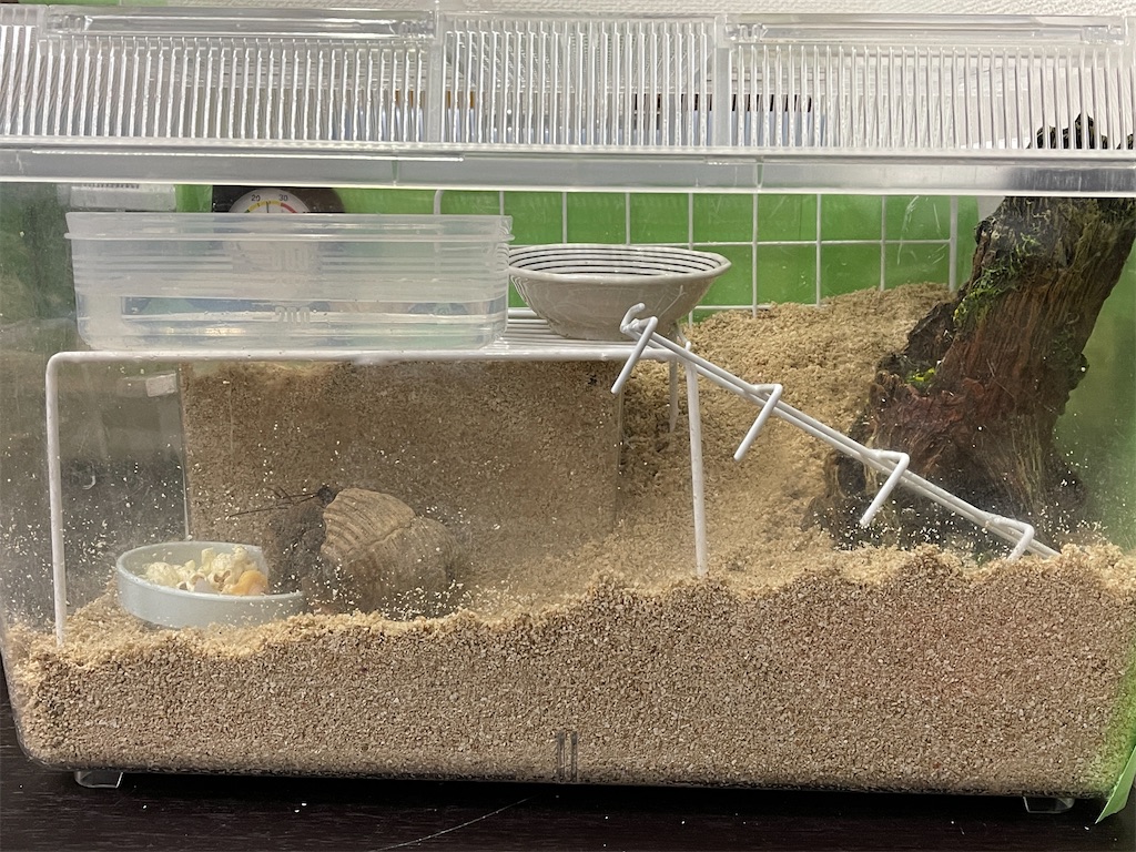 オカヤドカリと暮らす日々
