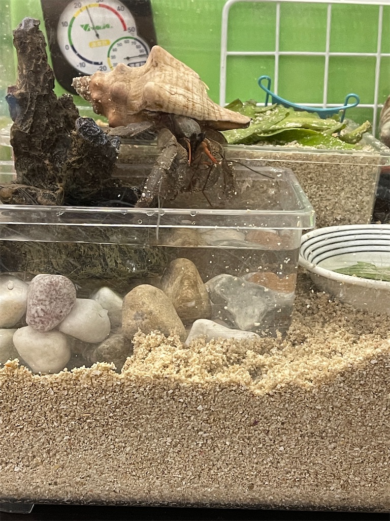 オカヤドカリと暮らす日々 オカヤドカリと暮らす日々