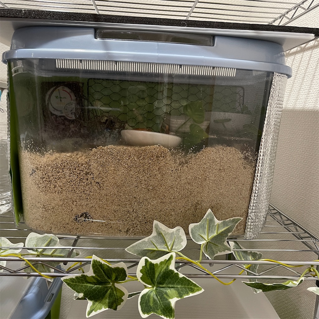 オカヤドカリと暮らす日々 オカヤドカリと暮らす日々
