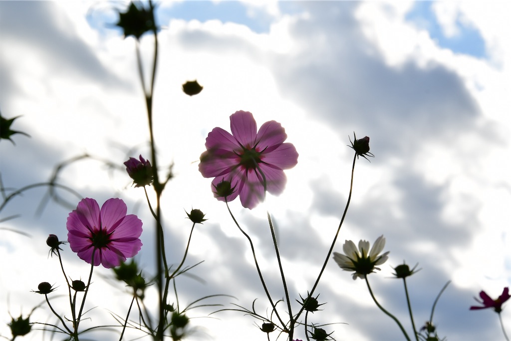 f:id:ya944:20231022073205j:image