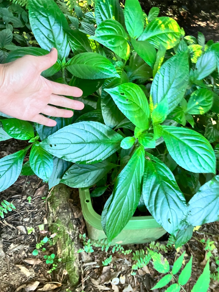 f:id:yaaninju-yui35:20250703173147j:image f:id:yaaninju-yui35:20250703173147j:image