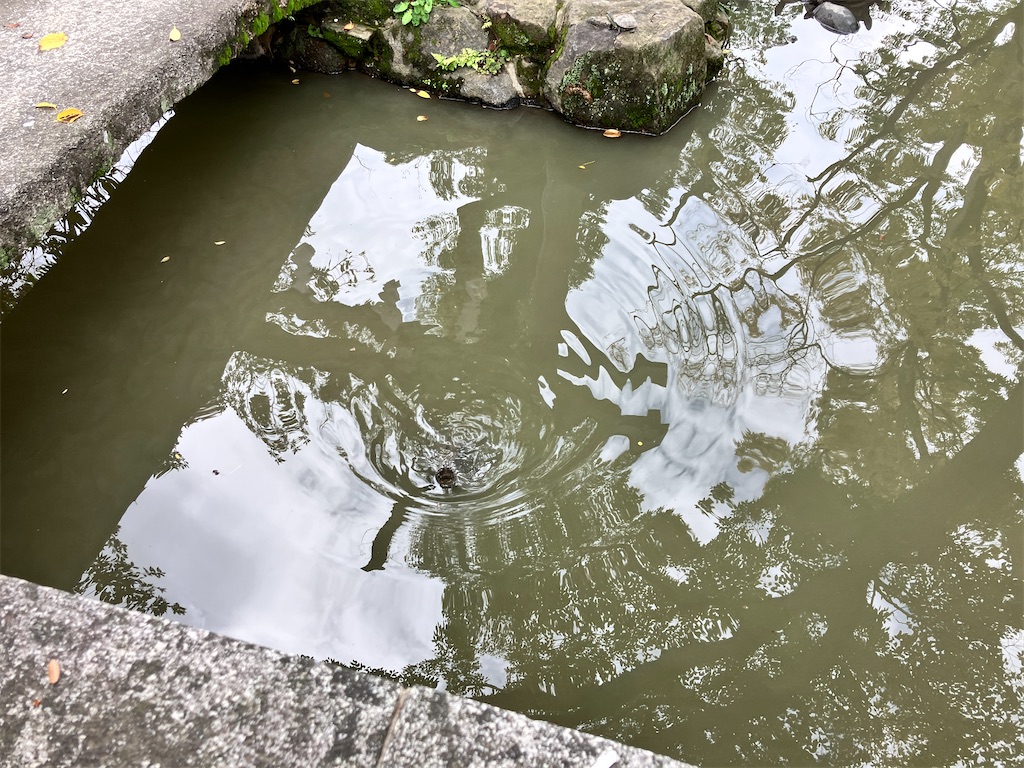 f:id:yaaninju-yui35:20251021165459j:image