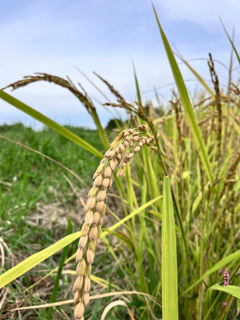 f:id:yaaninju-yui35:20251021170054j:image