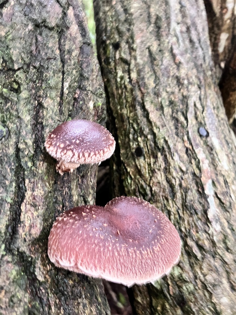 f:id:yaaninju-yui35:20251110061853j:image f:id:yaaninju-yui35:20251110061853j:image