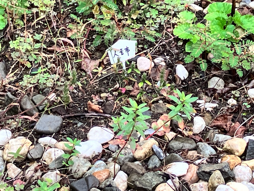 f:id:yaaninju-yui35:20251110062152j:image f:id:yaaninju-yui35:20251110062152j:image