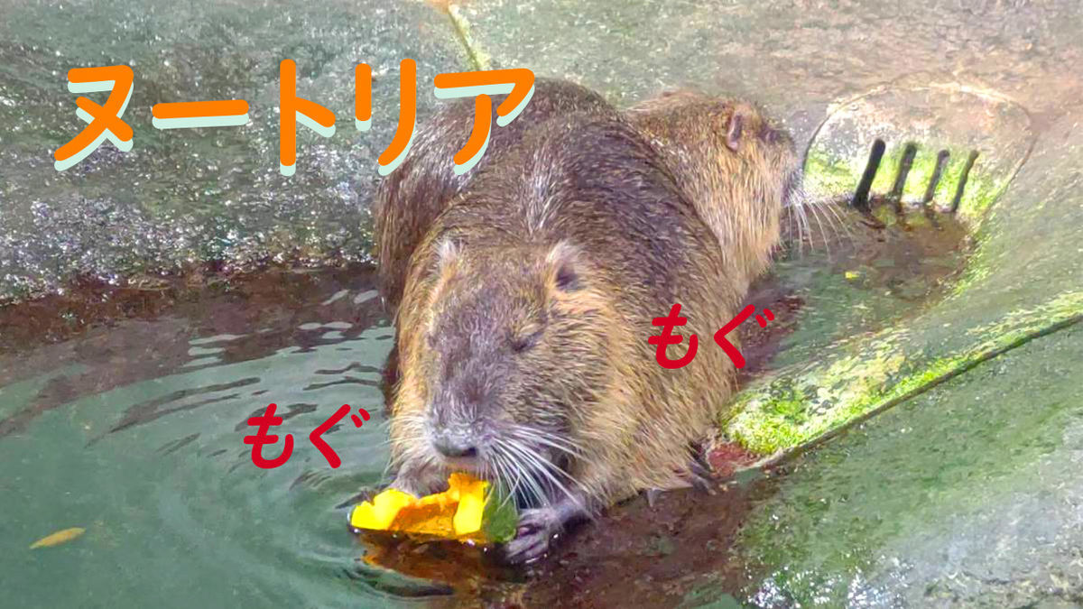 ヌートリアのもぐもぐタイム 姫路市立水族館 はんこキャプターやぁのん ヌートリアのもぐもぐタイム 姫路市立水族館 はんこキャプターやぁのん