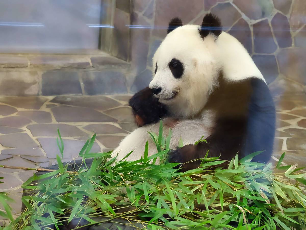 パンダとは 動植物の人気 最新記事を集めました はてな