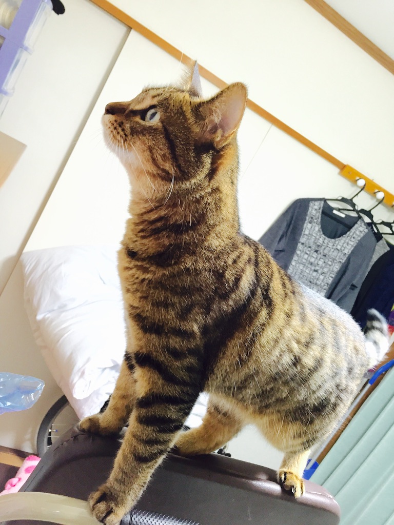 f:id:yacchi0825aska:20161013194319j:image f:id:yacchi0825aska:20161013194319j:image