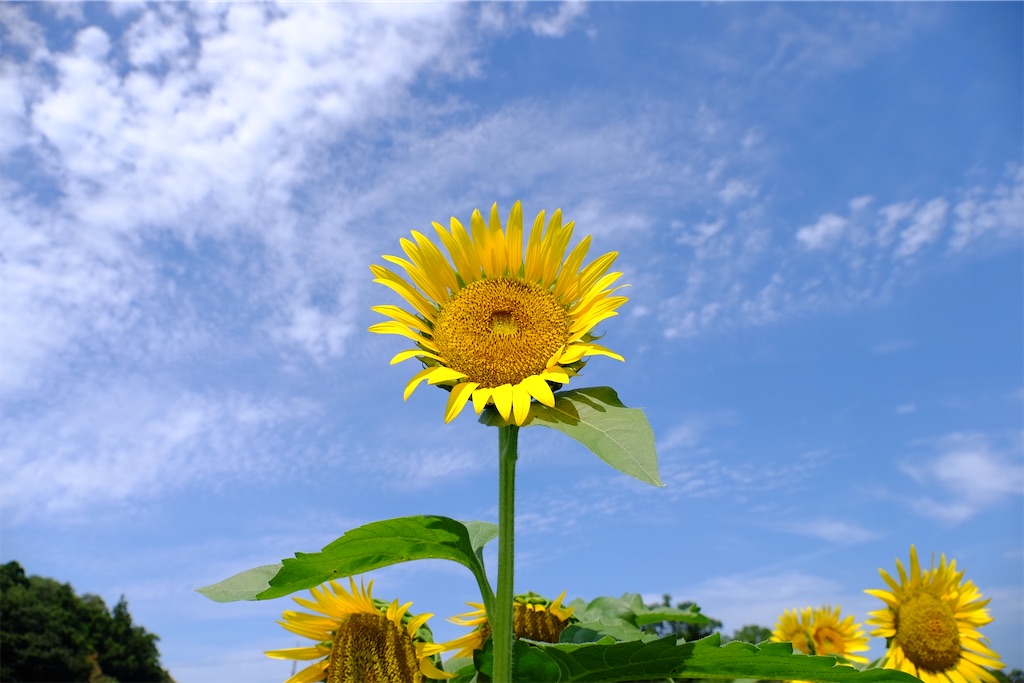 f:id:yacha1:20240729112123j:image