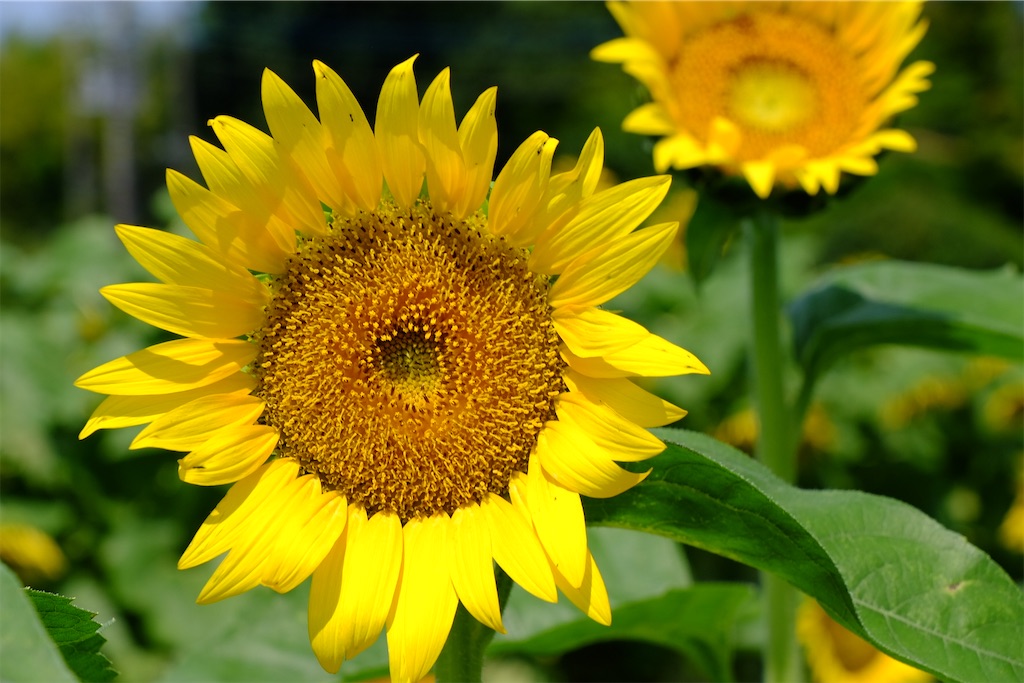 f:id:yacha1:20240729112128j:image