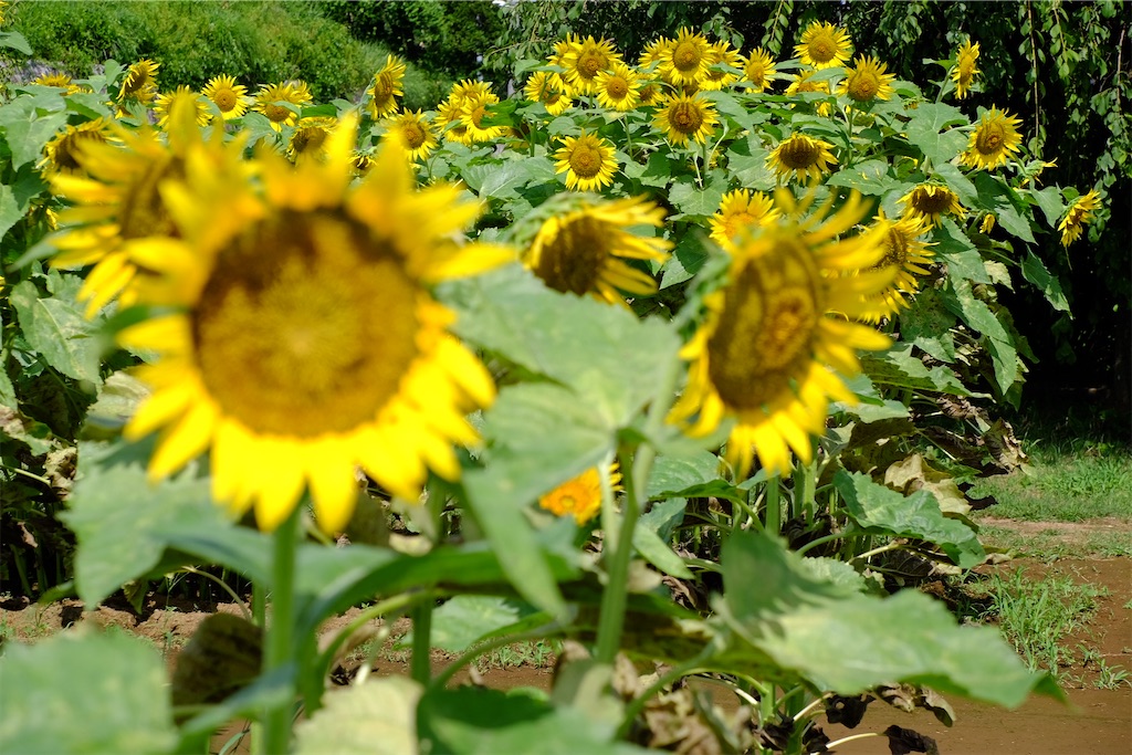 f:id:yacha1:20240729112133j:image