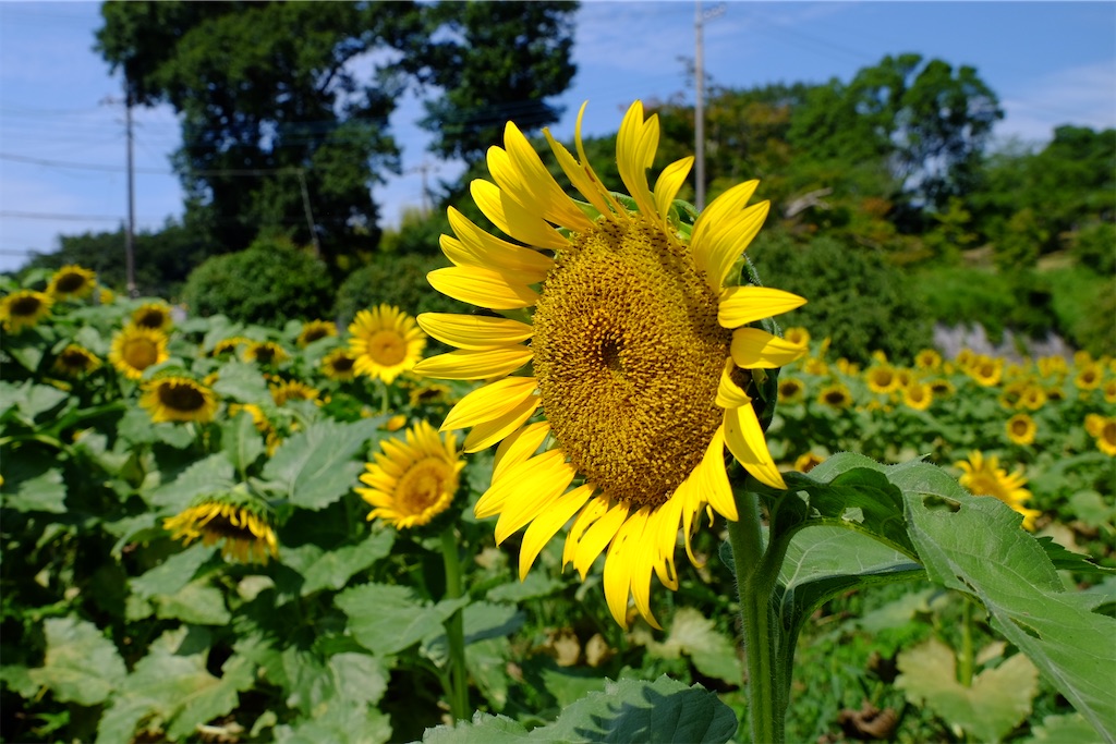 f:id:yacha1:20240729112135j:image