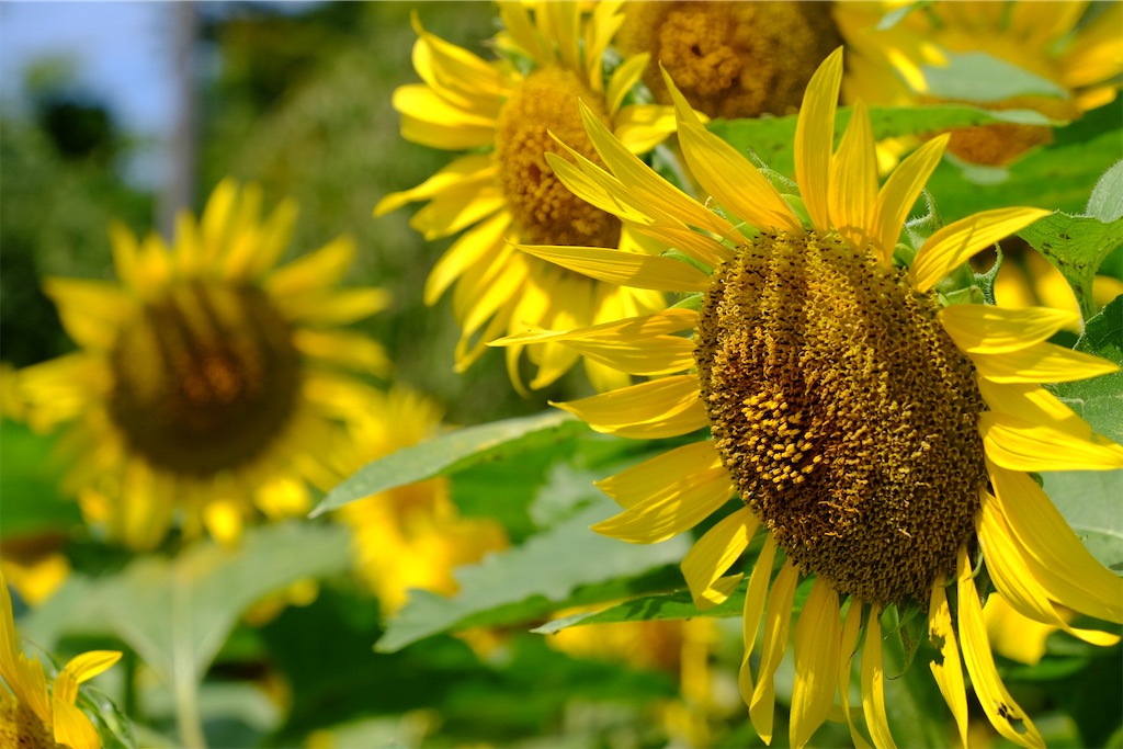 f:id:yacha1:20240729112137j:image