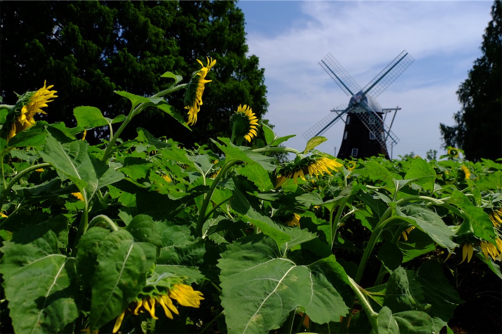 f:id:yacha1:20240729112139j:image