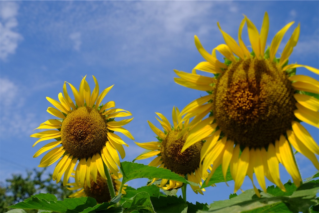 f:id:yacha1:20240729112146j:image