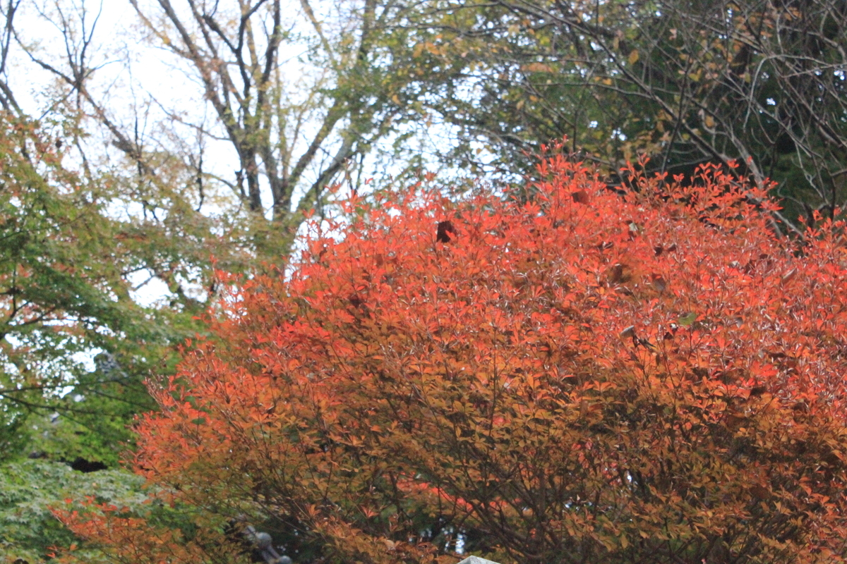 f:id:yachanman:20201129122945j:plain