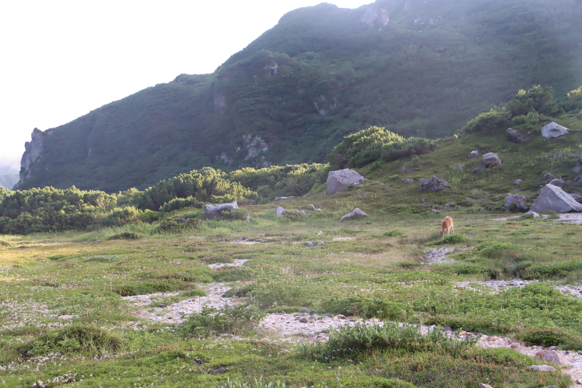 f:id:yachanman:20210820143705j:plain