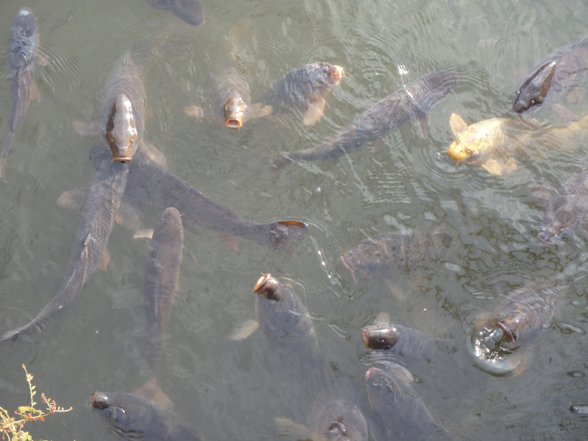 f:id:yachanman:20211126072410j:plain